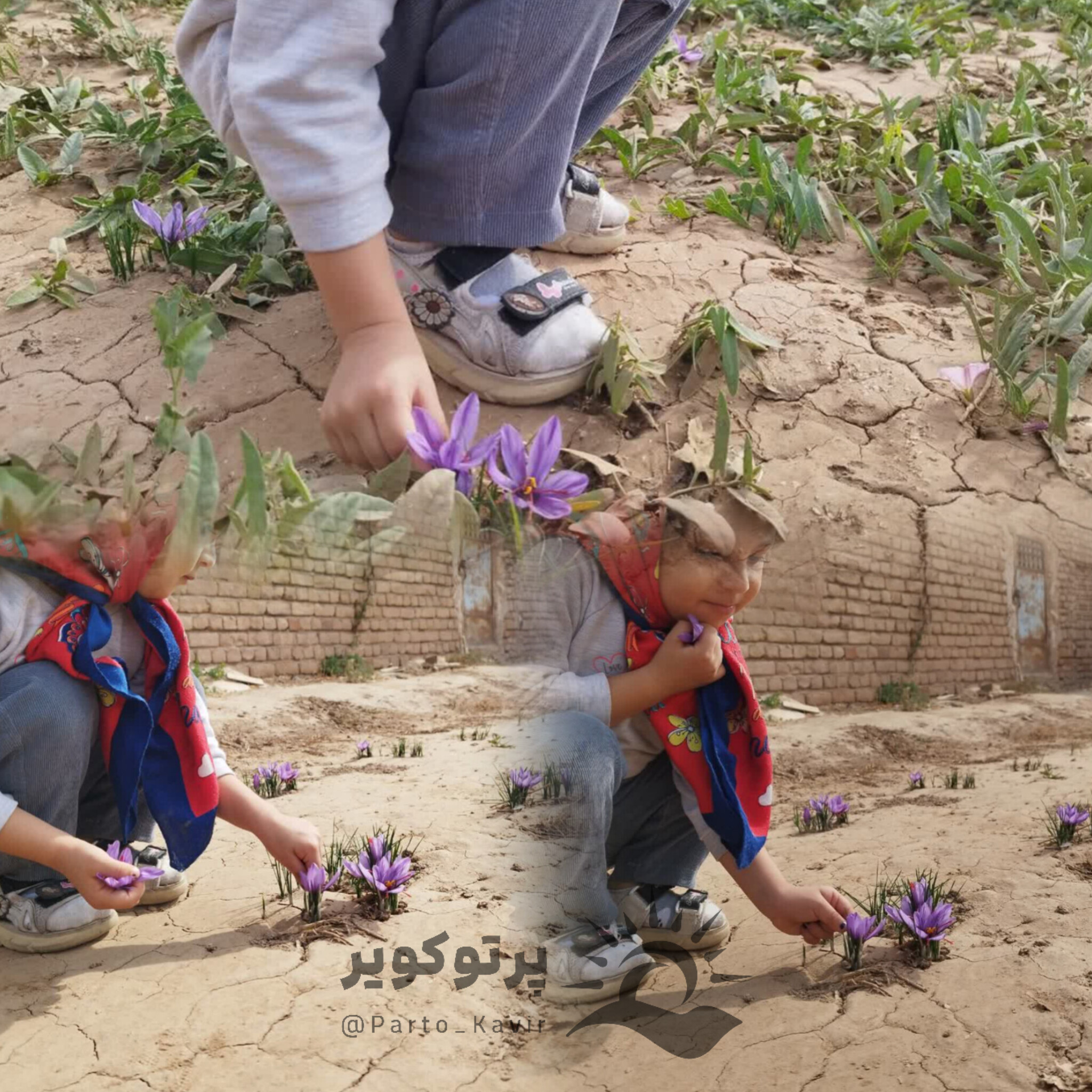 زعفران آران و بیدگل 