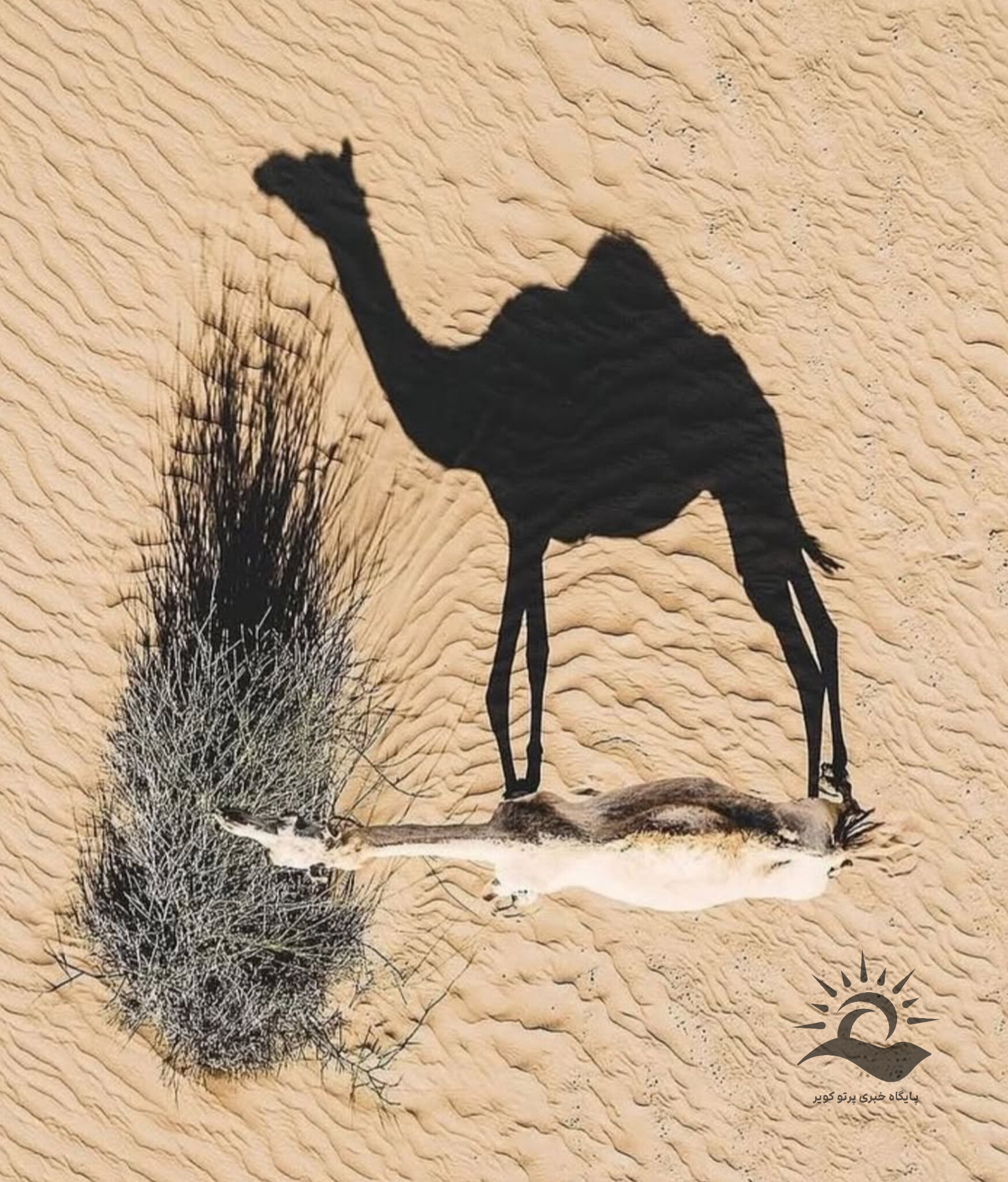 شتر