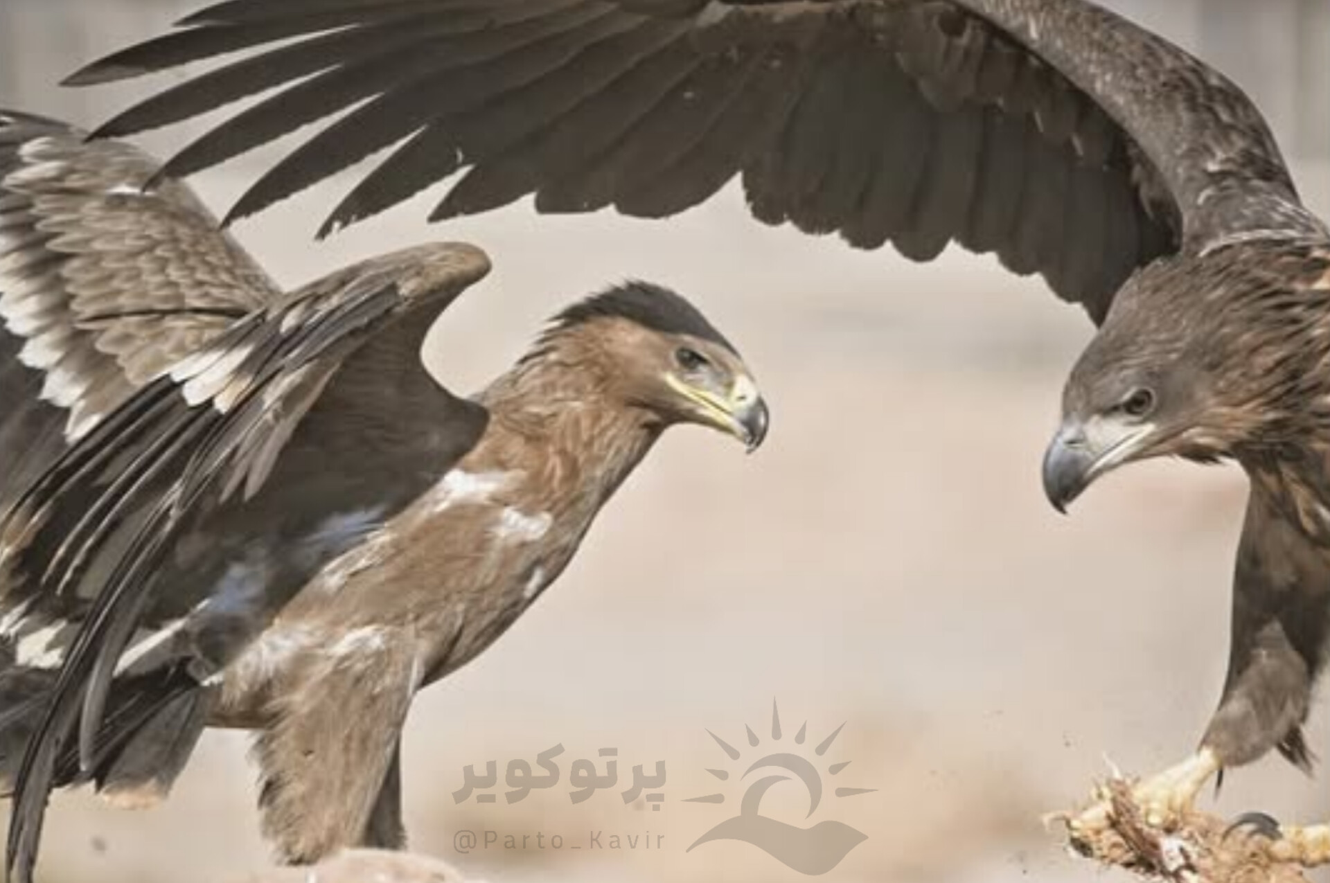 کویر سیازگه 