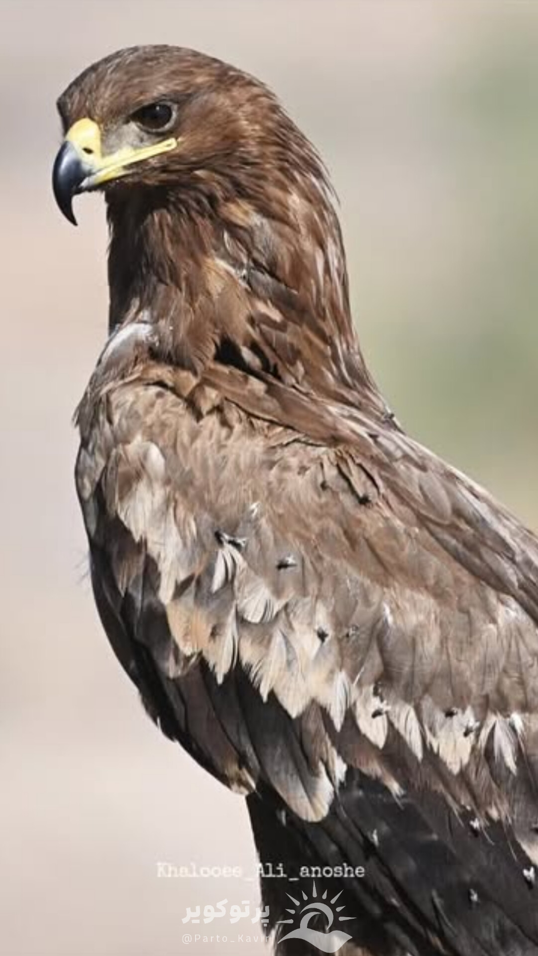 عقاب استپی ابوزیدآباد شهرستان آران و بیدگل خالوئی انوشه علی