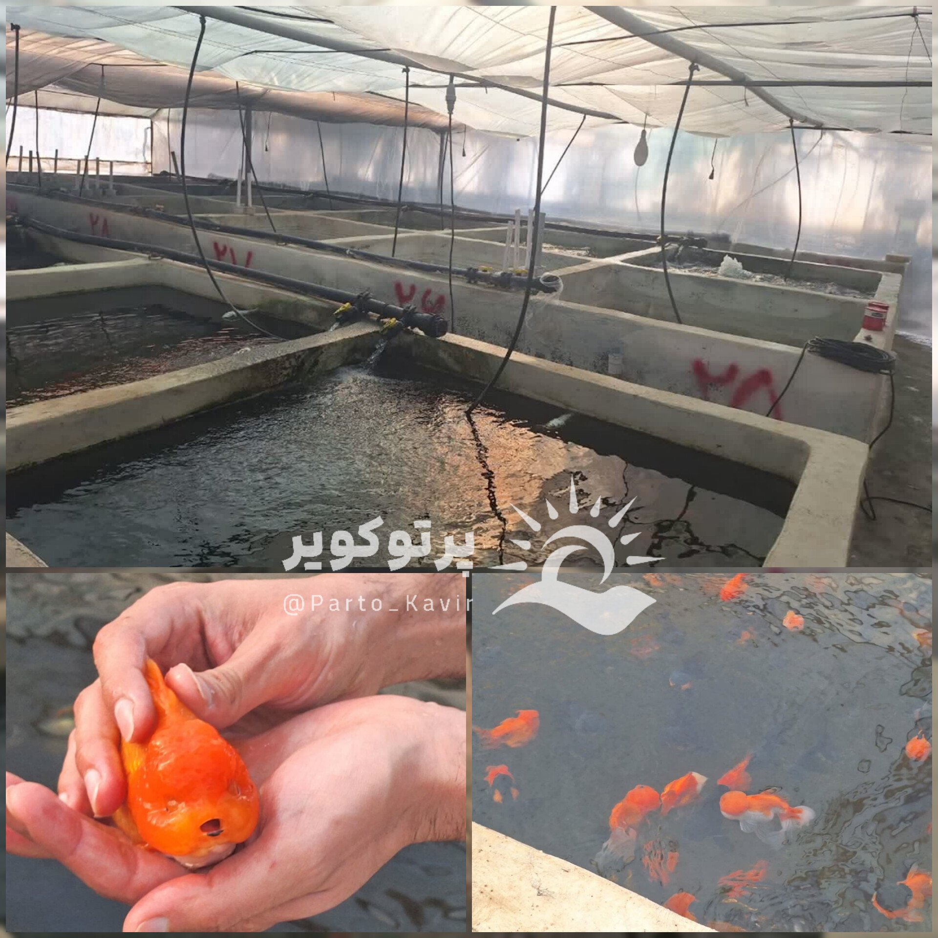 ماهی آران و بیدگل