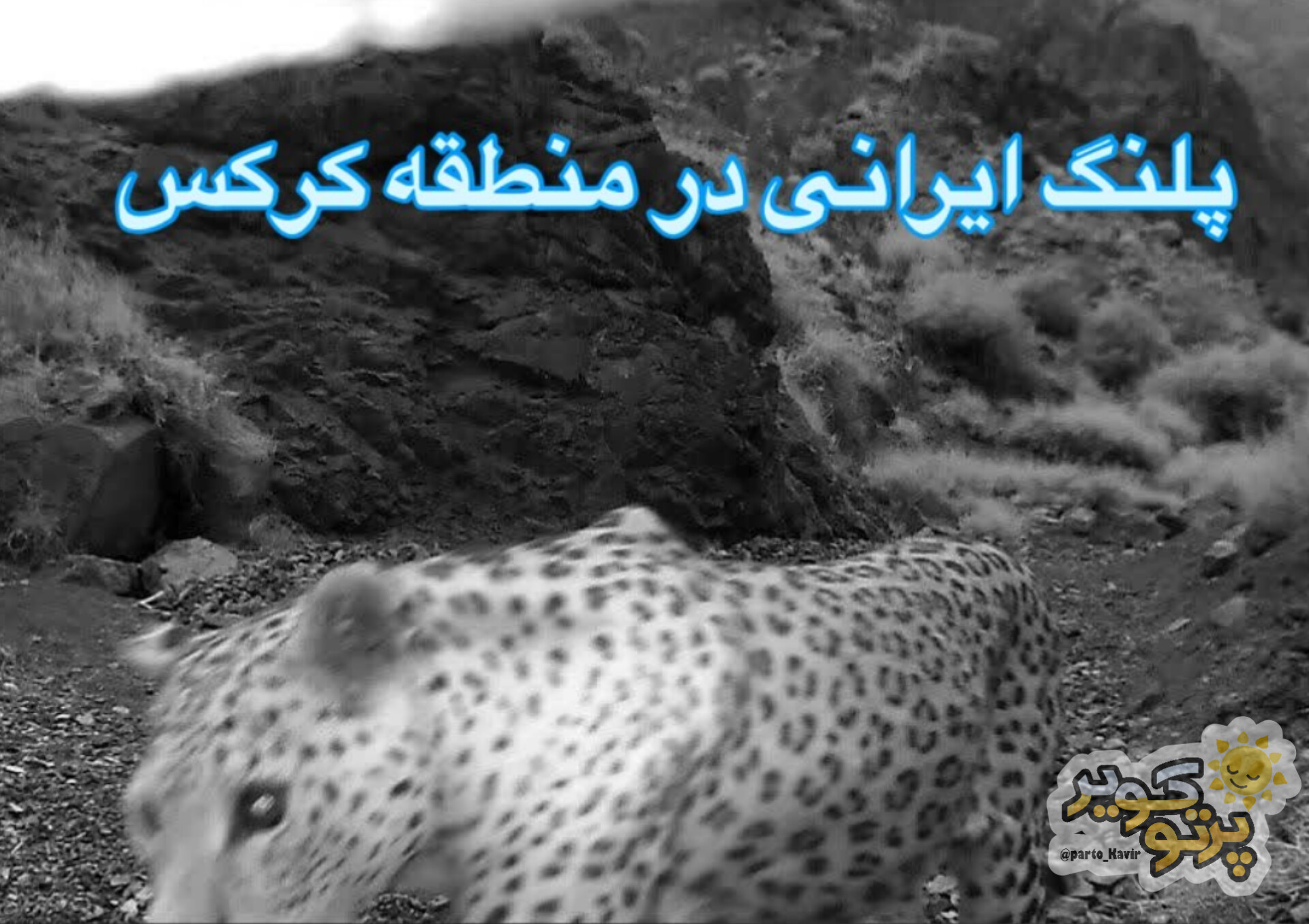 پلنگ