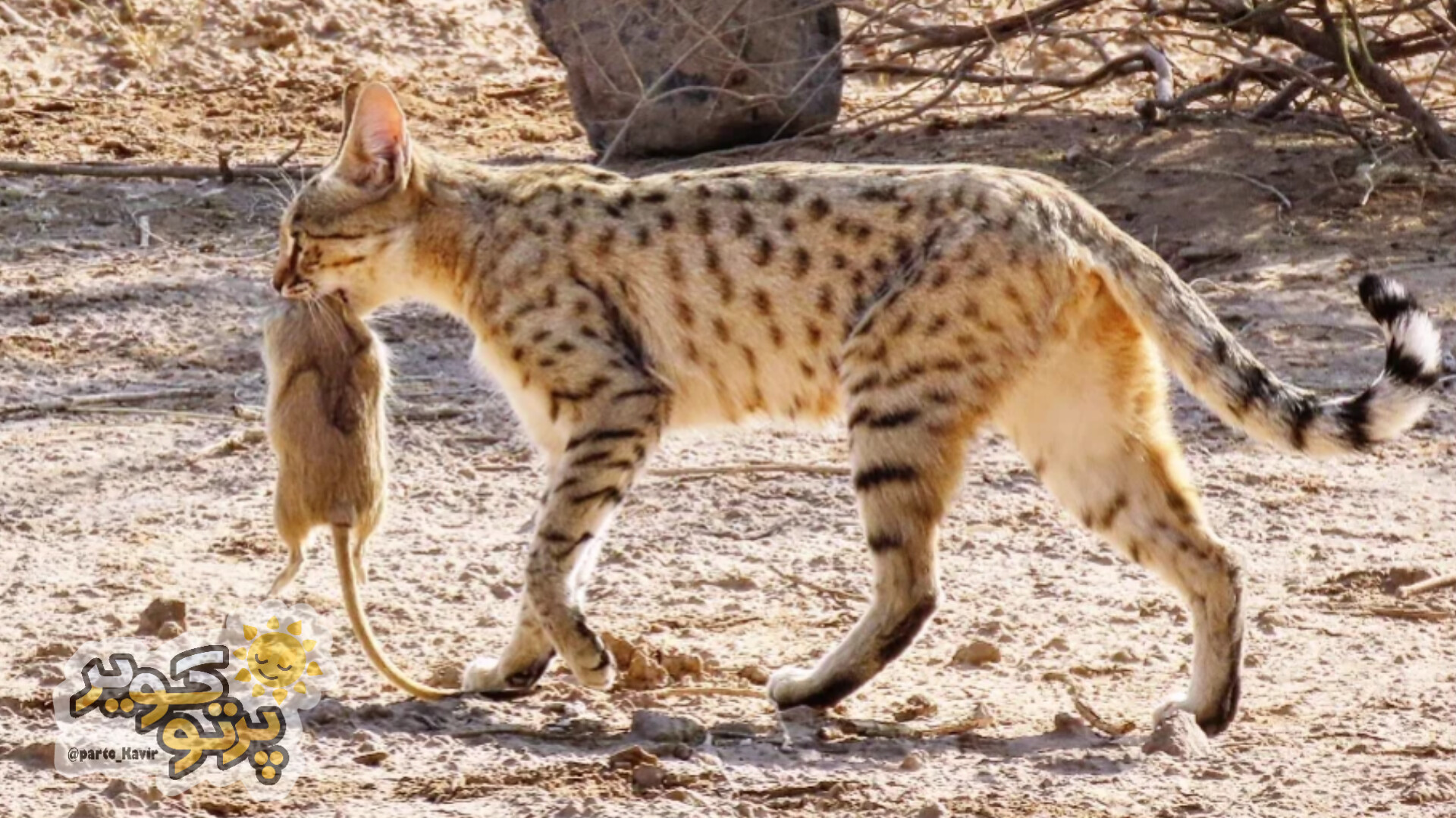 گربه