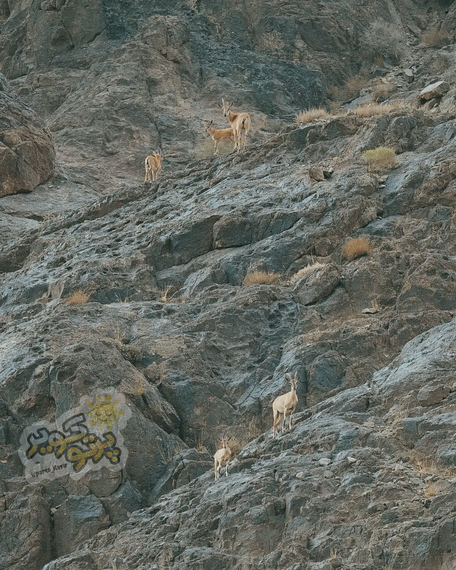 یخاب
