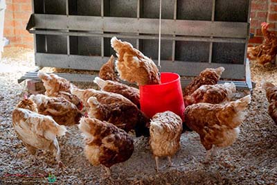 پرورش مرغ گوشتی صنعتی 1