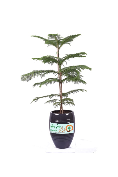 گیاه کاج مطبق