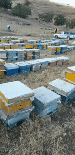 خرید عسل گلپايگان