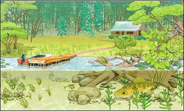 طبیعت سرسبز رودخانه