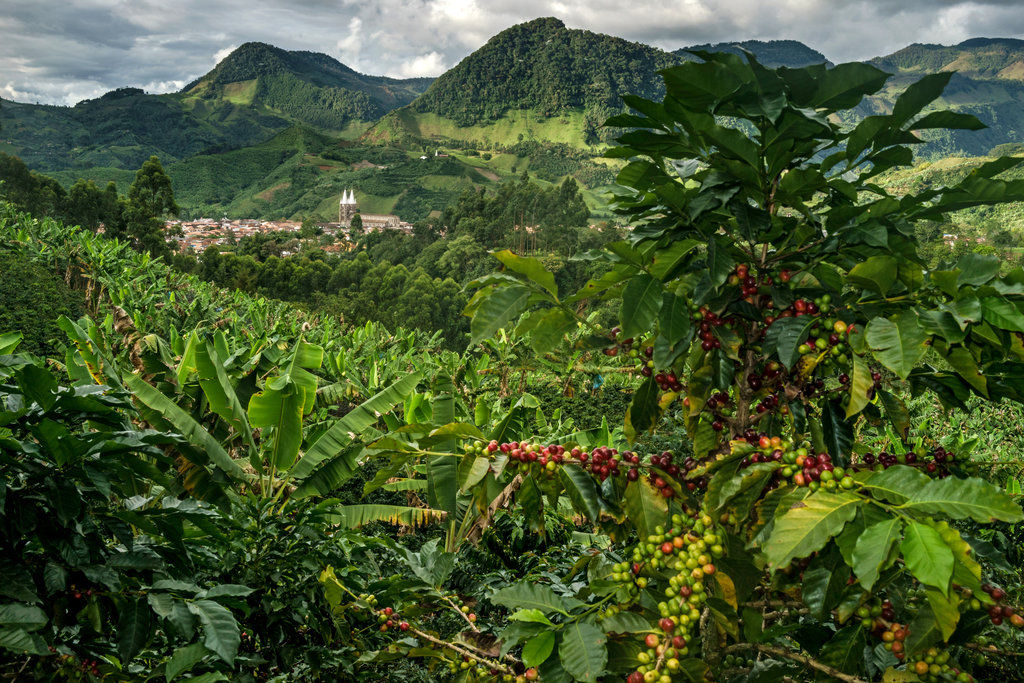 colombia coffee farm