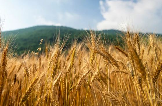 نرخ خرید تضمینی گندم یکم مهر مشخص می شود