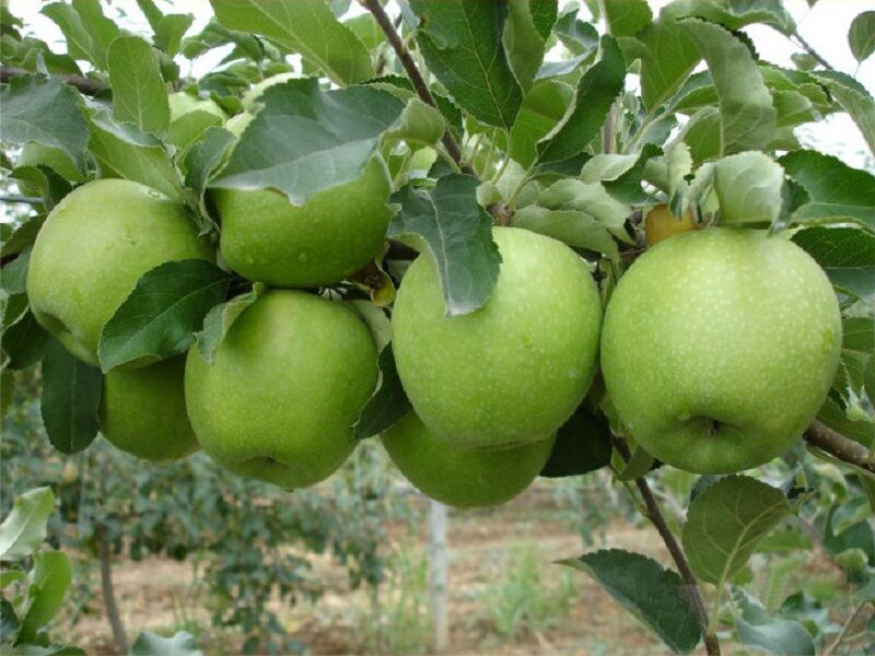 رشد ۶ درصدی تولیدات باغی/ صادرات ۴ میلیارد دلاری