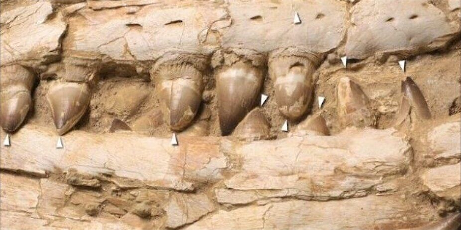 فسیلها