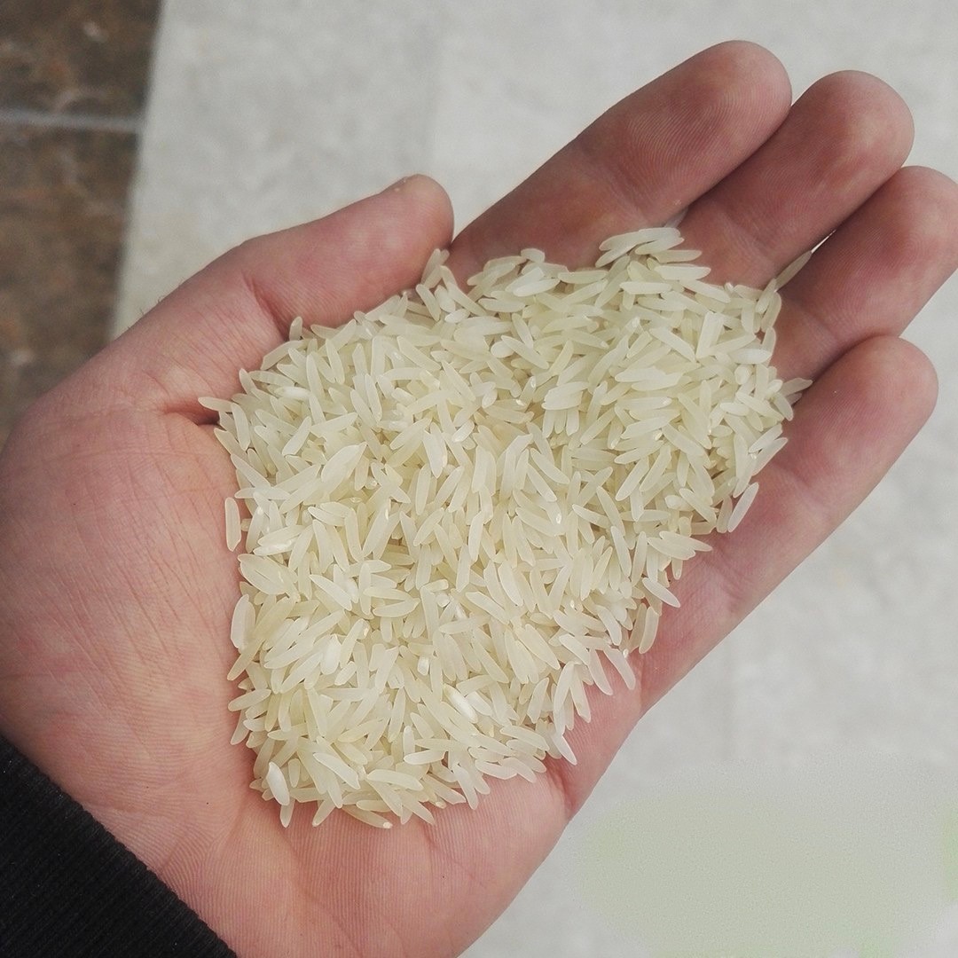 برنج فجر چیست؟