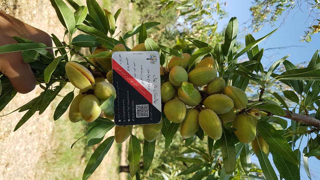 خرید نهال بادام