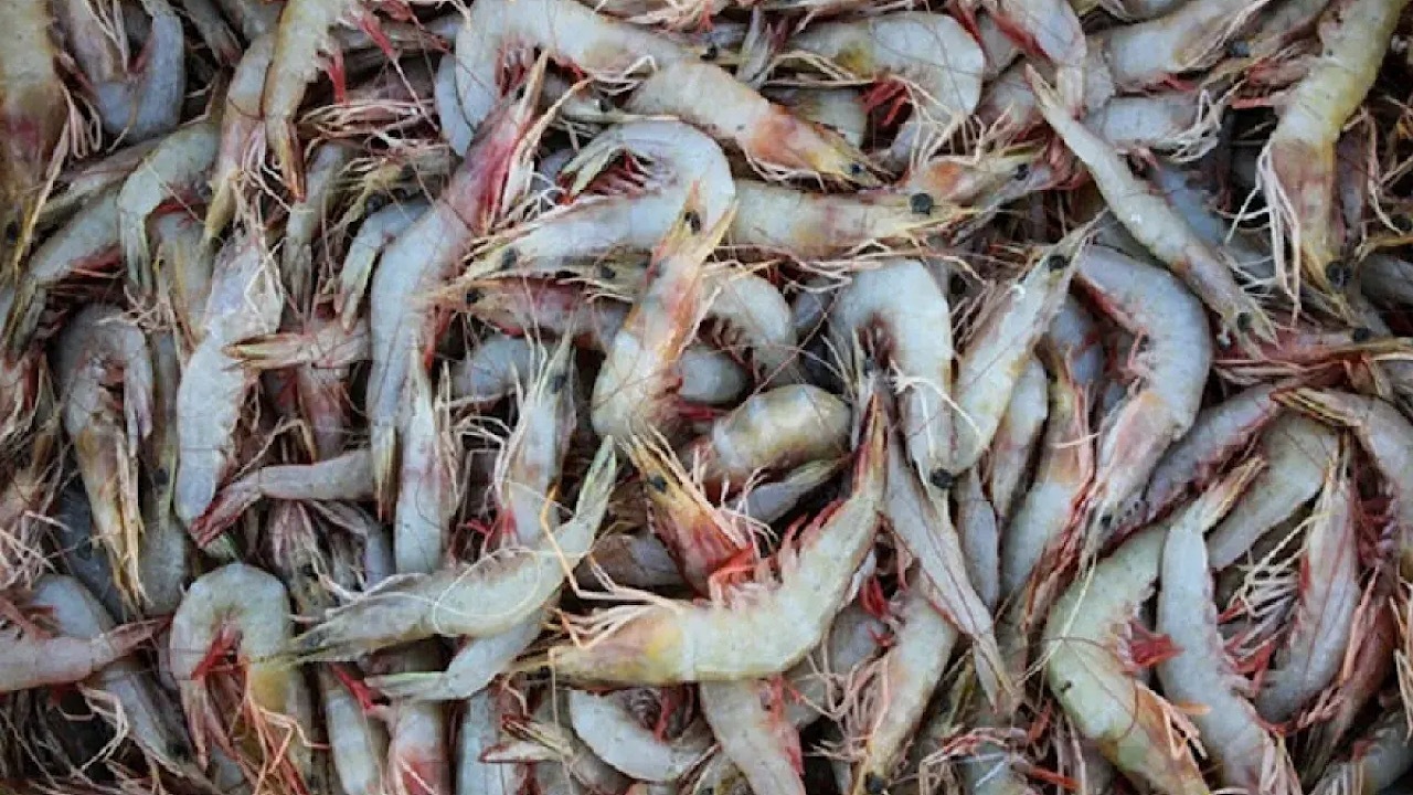 بیش از هزار طرح شیلاتی در کشور به بهره‌برداری رسید/ سرمایه‌گذاری ۱۸ میلیارد ریالی در حوزه آبزی‌پروری کشور