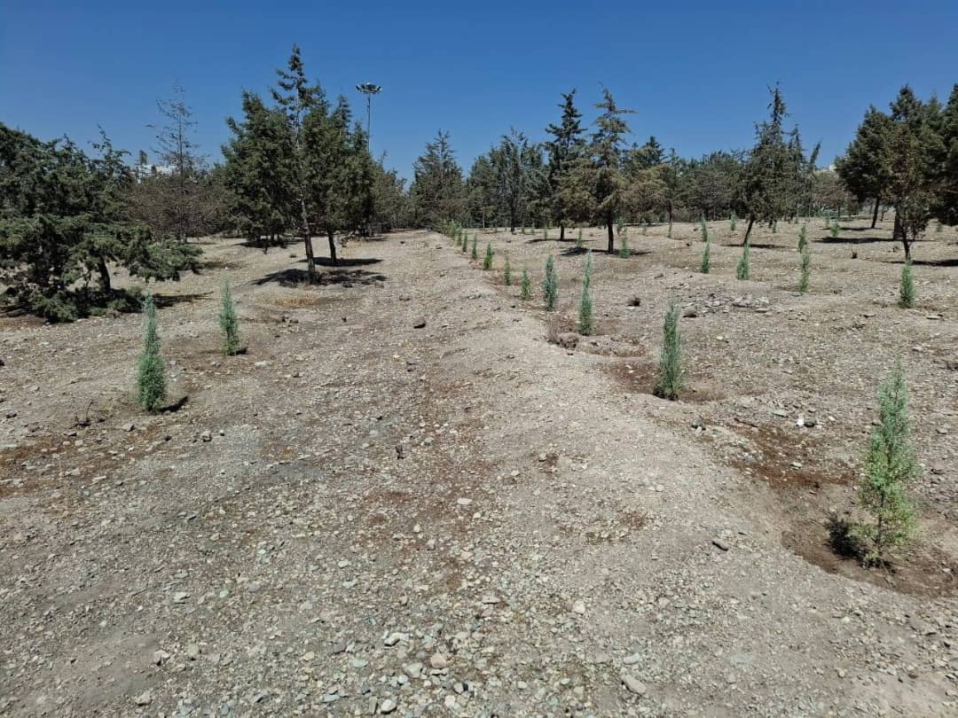 در عملیات بازپیرایی منطقه ۴ انجام شد:کاشت ۳۰۰۰ اصله درخت و درختچه در بوستان ساحل