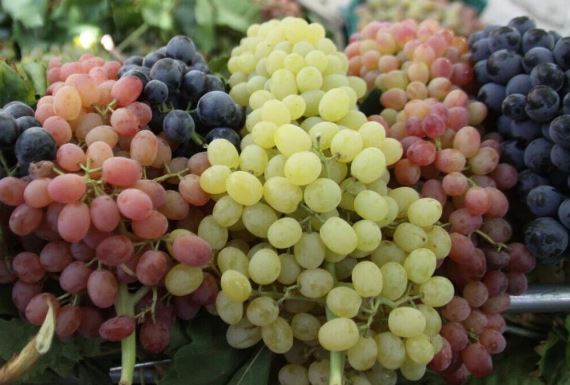 میزان ضایعات ۸ محصول کشاورزی تا ۲ ماه آینده تعیین می شود