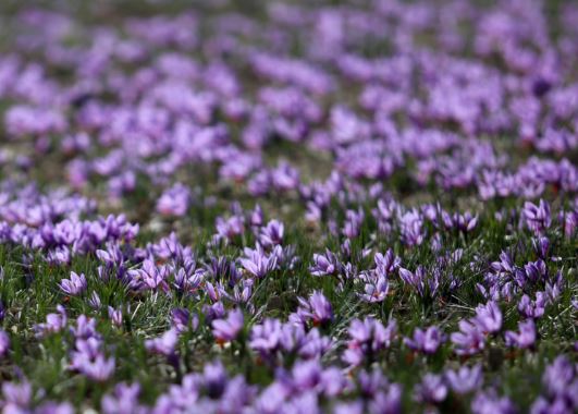 زعفران ایران در تنگنای صادرات؛ فقط ۳۰ درصد صادرات رسمی است