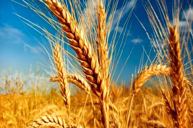 برداشت آب از چاه‌های کشاورزی محدود شد/ تعیین تکلیف نرخ خرید تضمینی گندم فوریت دارد