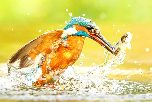 ماهی خورک در حال خوردن ماهی