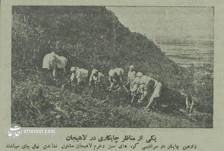 تصویر | چایکاری در لاهیجان ۹۰ سال پیش