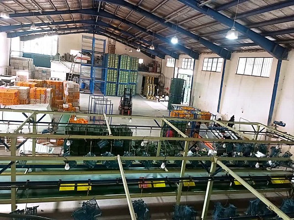 سورتینگ معصومی