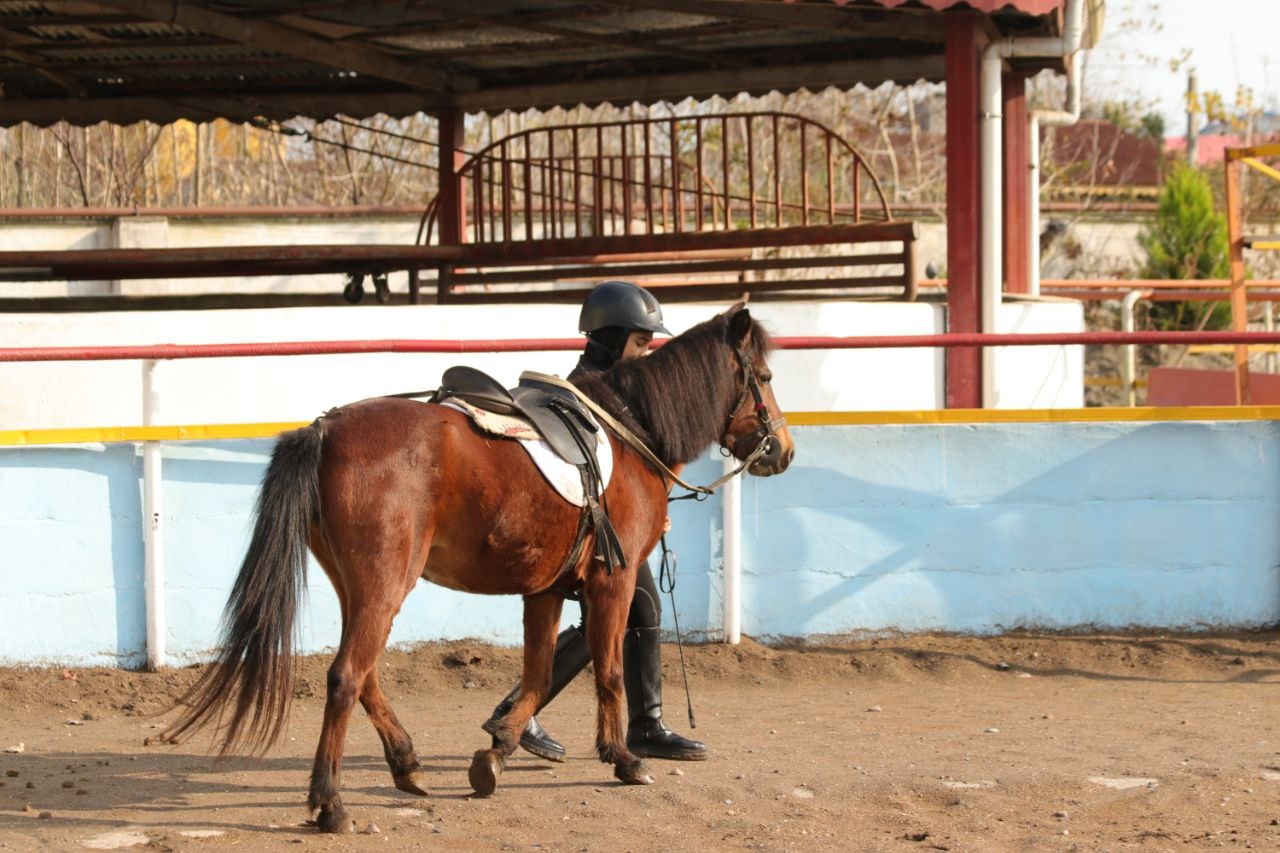 بیستمین جشنواره ملی زیبایی اسب کاسپین در منطقه آزاد انزلی برگزار شد