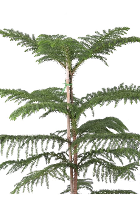 گیاه کاج مطبق