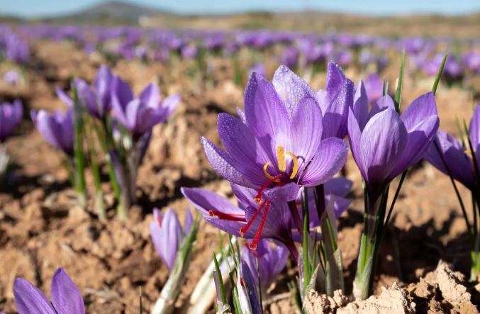 ۹۰ درصد زعفران جهان در ایران کشت می‌شود