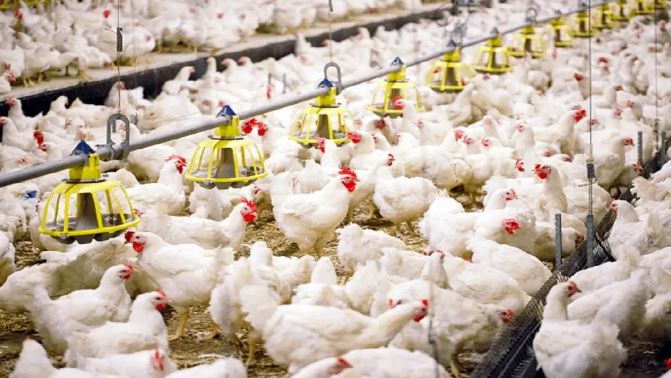 تولید مرغ در کشور پایدار است
