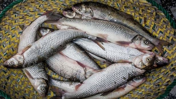 تولید قزل آلا به ۱۰۵ هزارتن می‌رسد