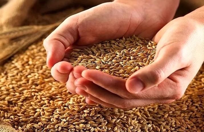 اصلاح ارقام جدید گندم با ۲۵ درصد صرفه‌جویی در مصرف آب/ معرفی ۲۱۱ رقم غلات کم‌آب در کشور