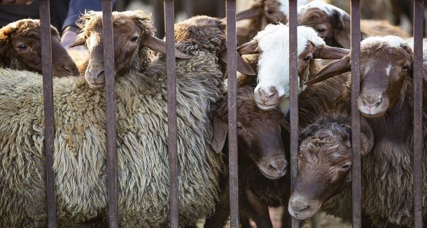 قیمت هرکیلو دام سبک به ۲۹۰ هزارتومان رسید