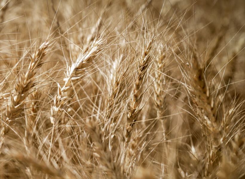 خرید تضمینی گندم به ۶.۷ میلیون تن رسید خرید تضمینی گندم به ۶.۷ میلیون تن رسید