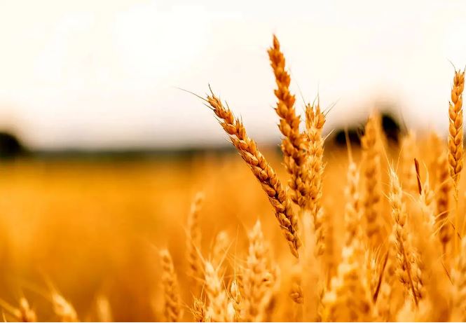 کاهش ۲۲ درصدی خرید تضمینی گندم/ چاره‌ای جز واردات نداریم