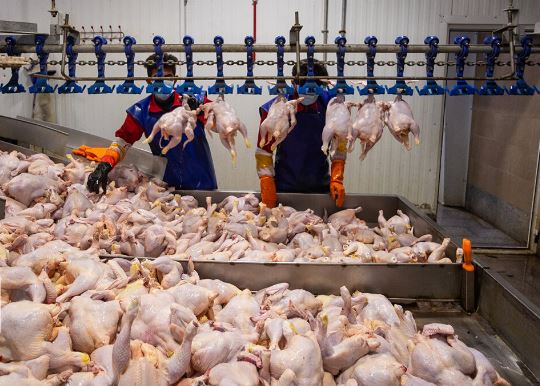 گرمای شدید و افزایش تلفات از علل گرانی مرغ در بازار است