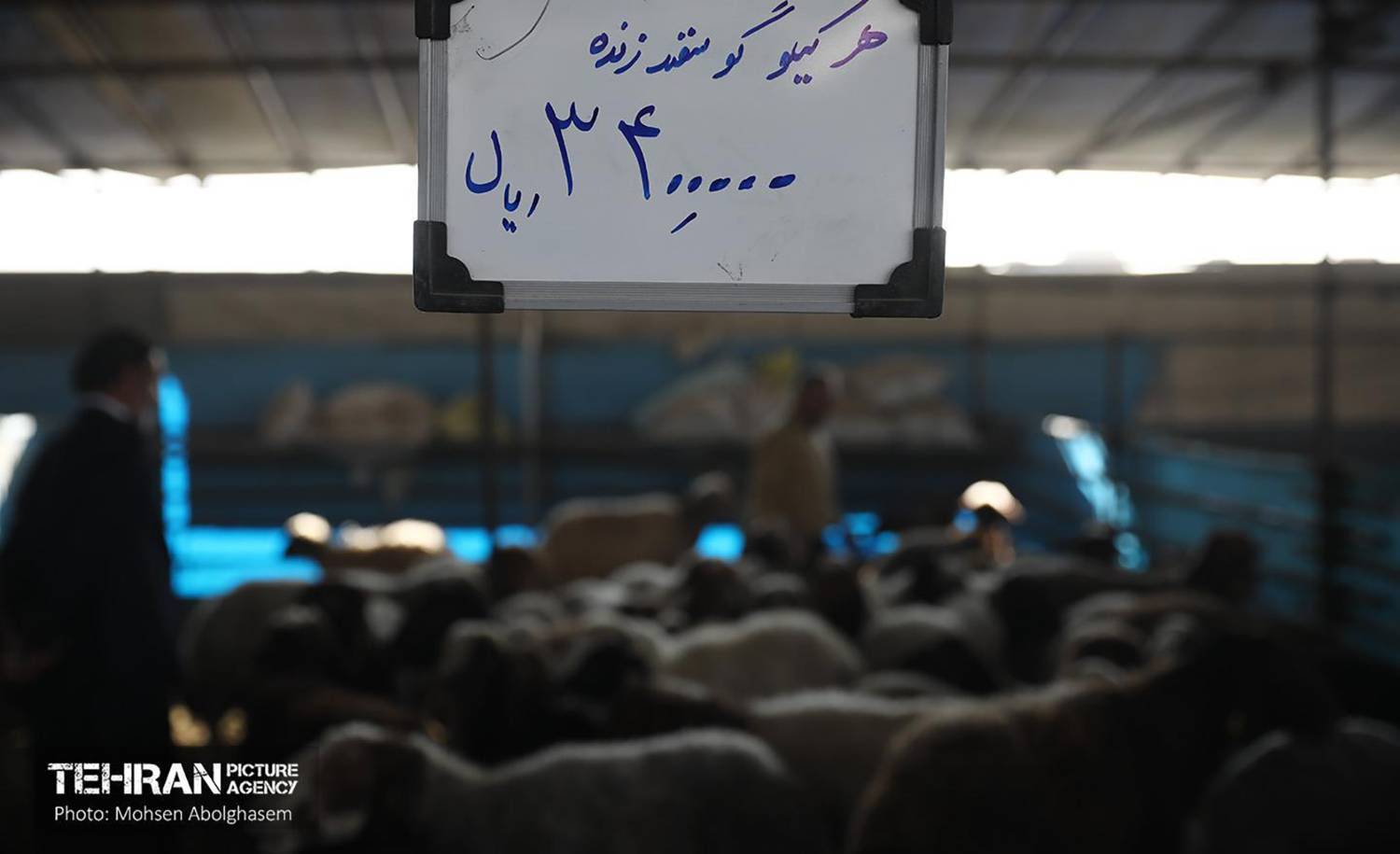 فعالیت ویژه ۳ مرکز عرضه دام زنده بهداشتی در ایام محرم / عرضه دام زنده کیلویی ۳۴۰ هزار تومان در مراکز عرضه دام زنده