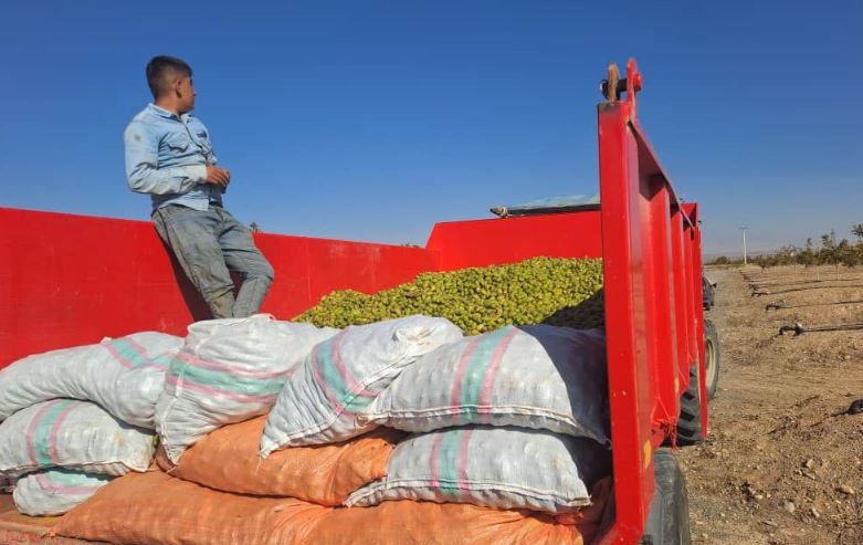 خبر خوب| آغاز اولین برداشت محصول گردو از باغات ۲۳۵۰ هکتاری شرکت آریا دشت در منطقه آزاد ماکو