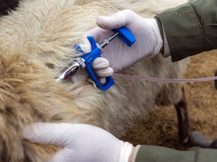 ۵.۳ میلیون دز واکسن تب برفکی وارد و تزریق شد