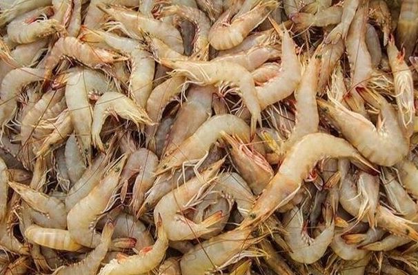 تولید ۶ میلیون تن میگو در جهان و اهمیت تقویت زنجیره سرد در کشور