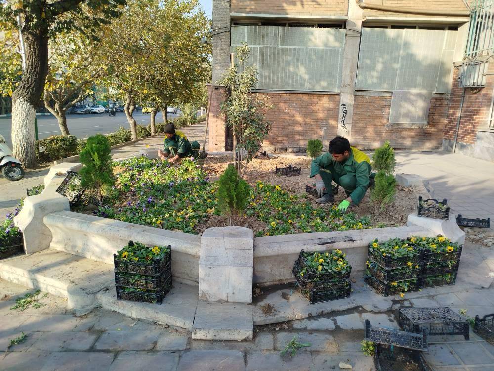 ۵۰ هزار درختچه و گل فصلی در منطقه۱۳ کاشته شد