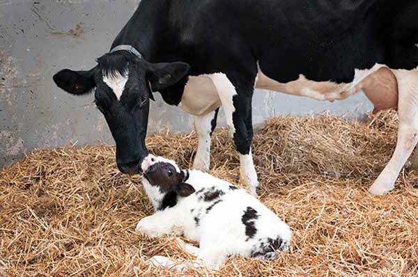 گاو و گوساله