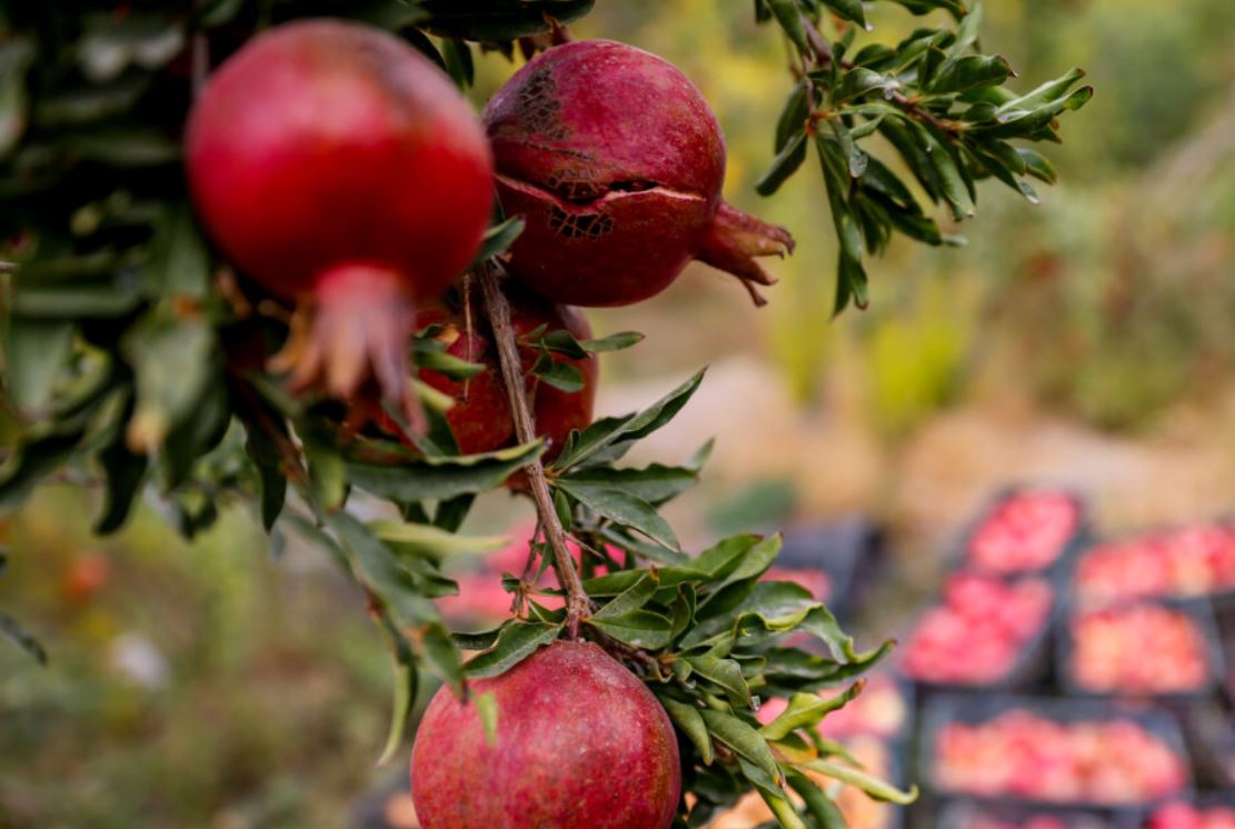 رشد ۶ درصدی تولیدات باغی کشور