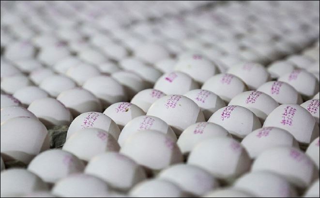 تولید ماهانه تخم مرغ ۲۰ هزارتن مازاد بر نیاز کشور است