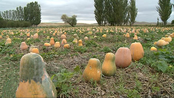 مزرعه کدوحلوایی