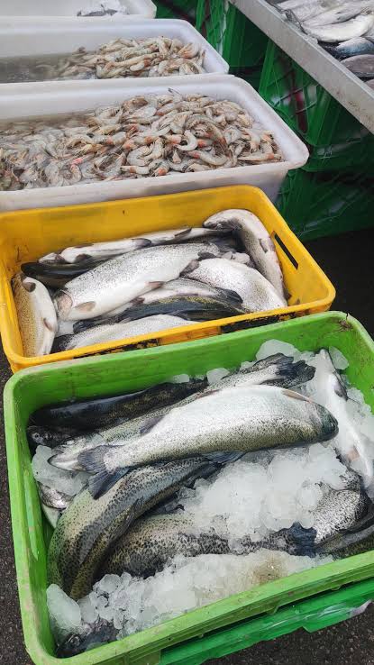 اهمیت غذایی ماهی تازه