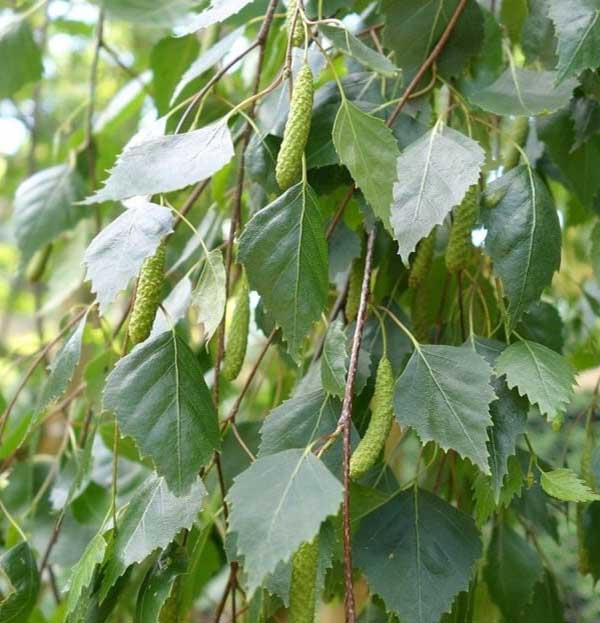 درخت توسکا- میوه مشابه توت دارد