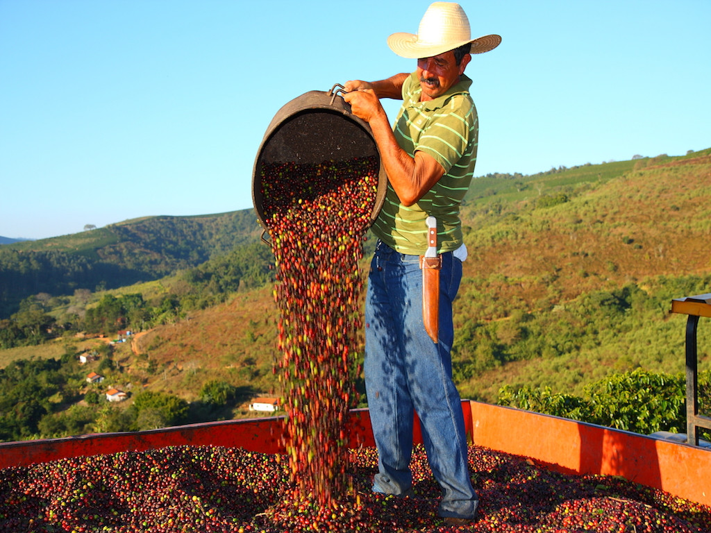 مزرعه قهوه در برزیل