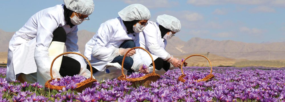 مزرعه زیر کشت زعفران