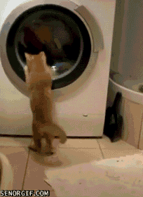 cat-watching-the-washing-machine_20qy.gif